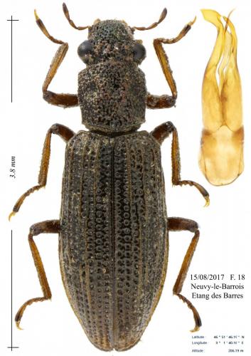 Hydrochus elongatus